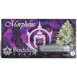 Buddha Morpheus